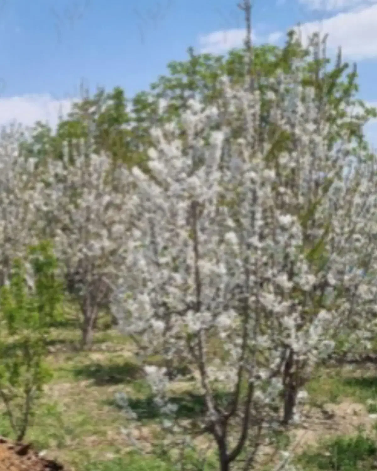 معاوضه زمین باغی با آپارتمان سمت بلوار کشاورز