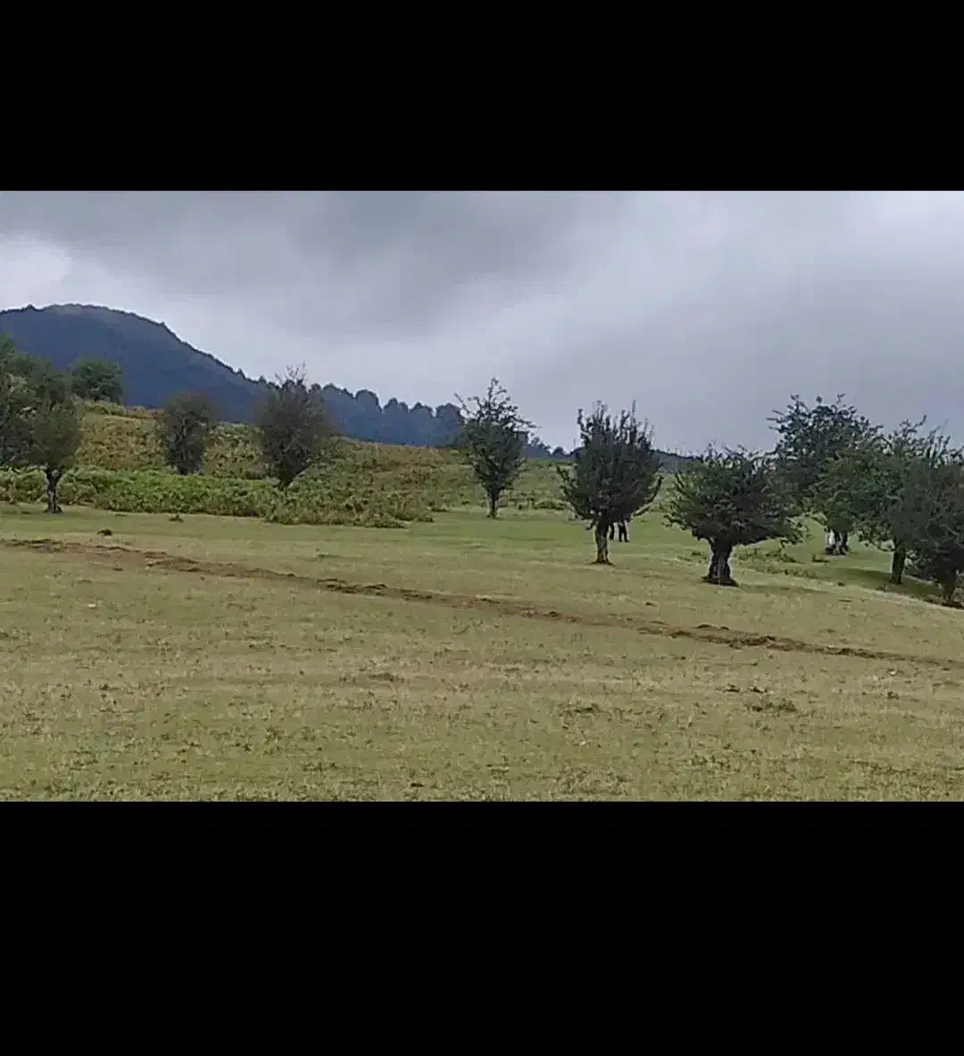 زمین باغی