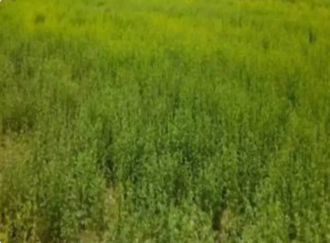 اجاره زمین برای بلوک زنی، گلخانه، سفره خانه، تنیس