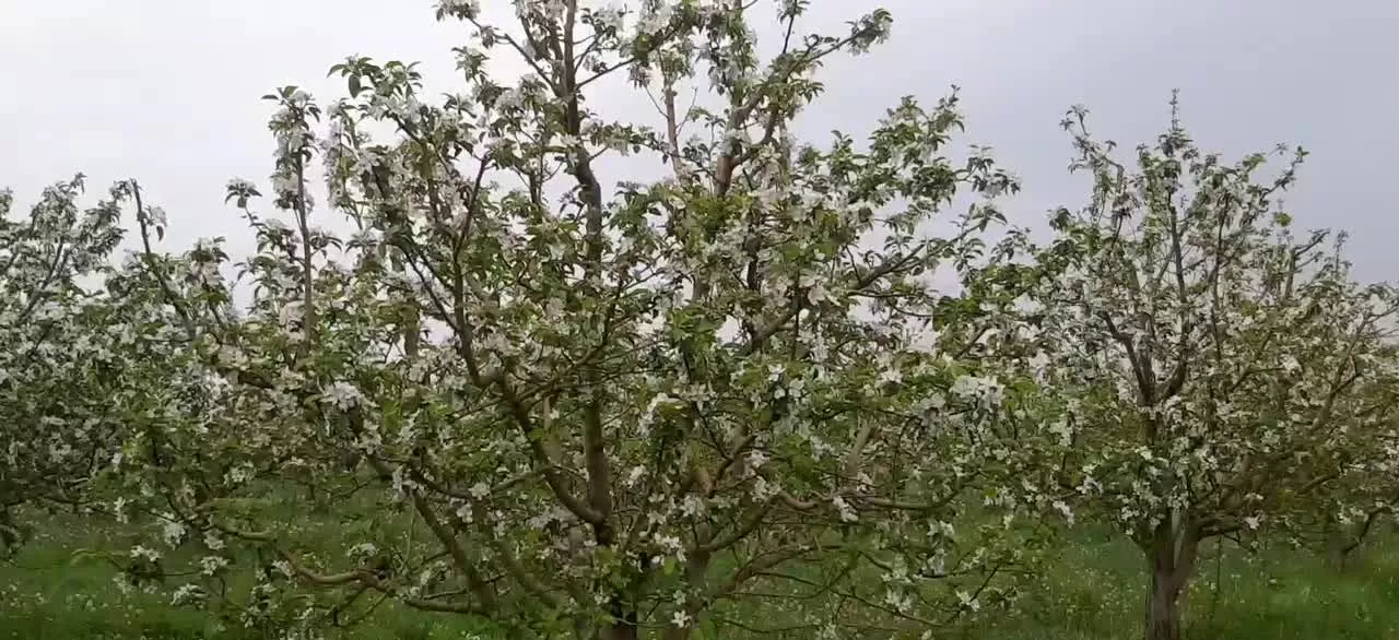 اجاره باغ سیب ۱۵ ساله