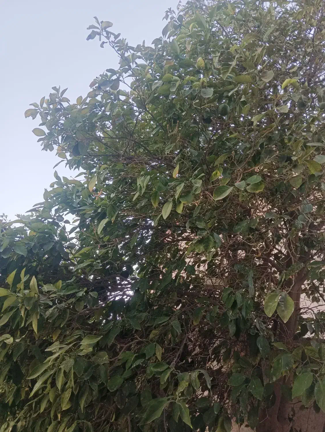 فروش زمین  مسکونی گورک دهنو