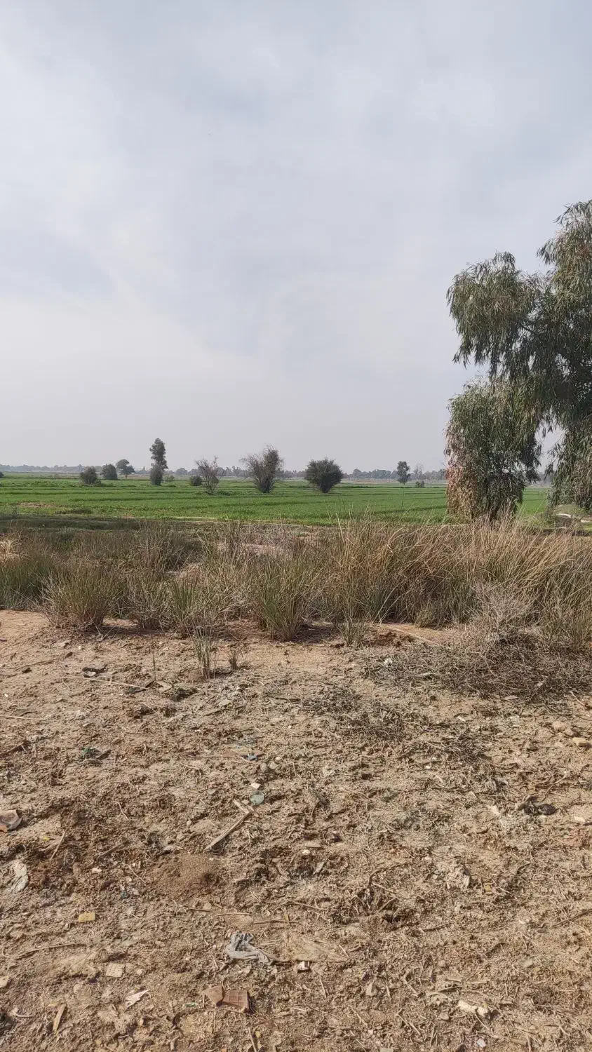 فروش زمین کشاورزی روستای گردشگری طویبه