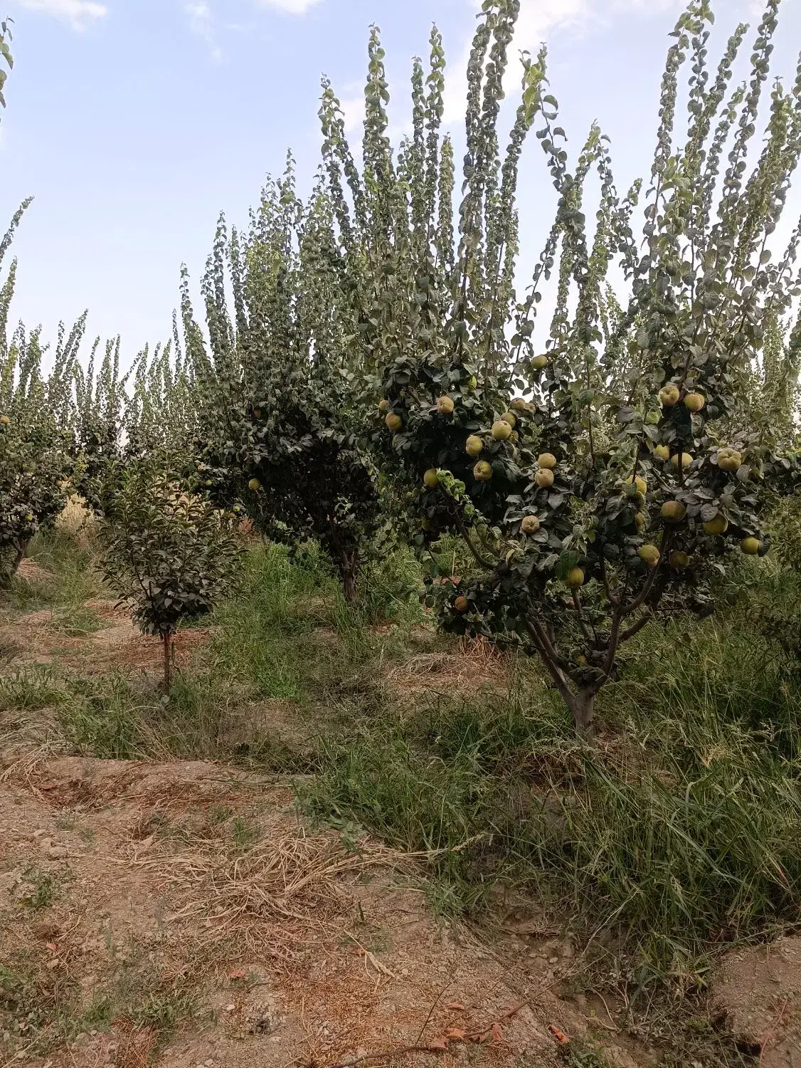 باغ ۱۴۰۰متری، روستای مزرعچه ، نزدیک زاینده رود