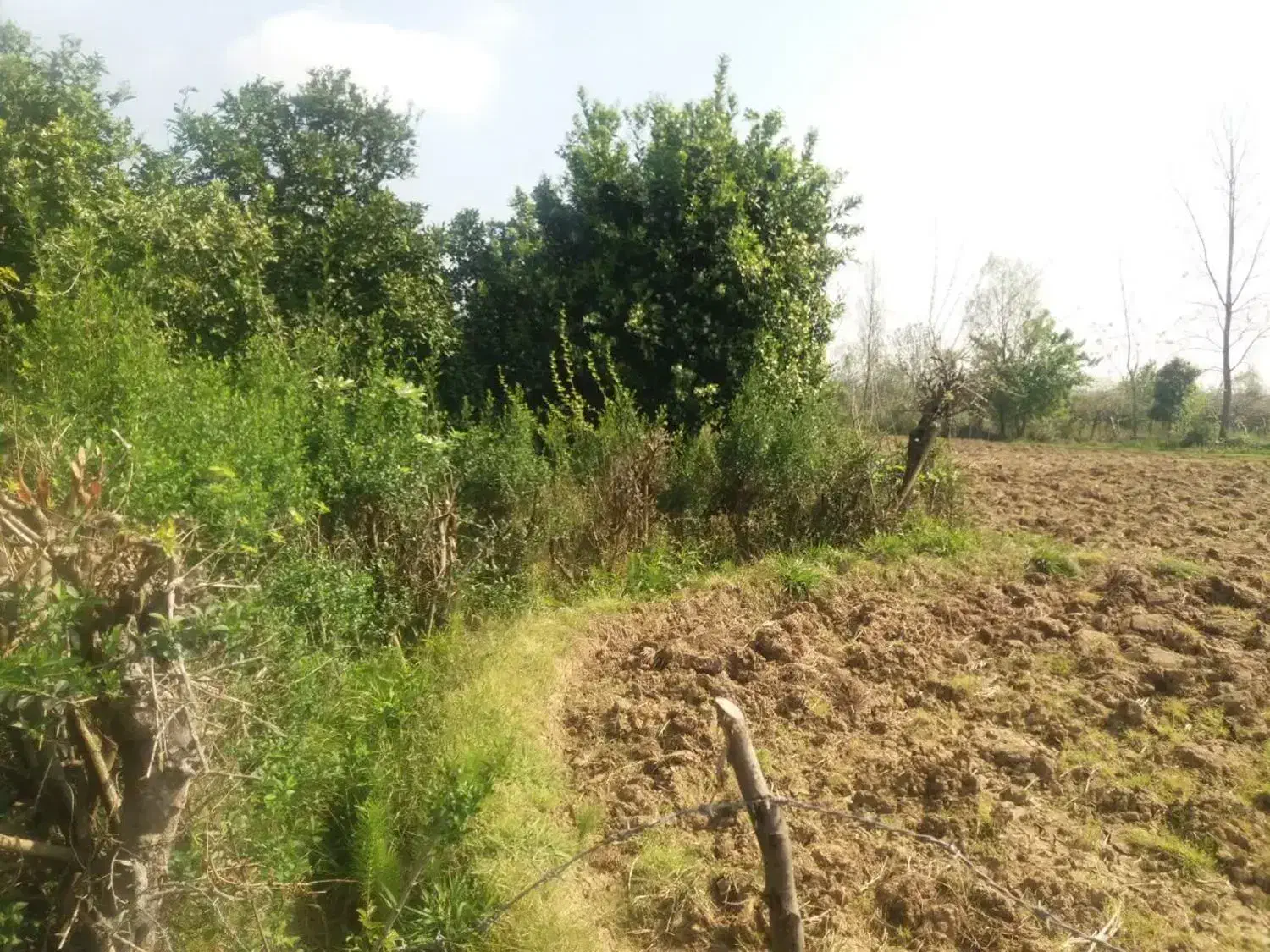 فروش باغ مرکبات