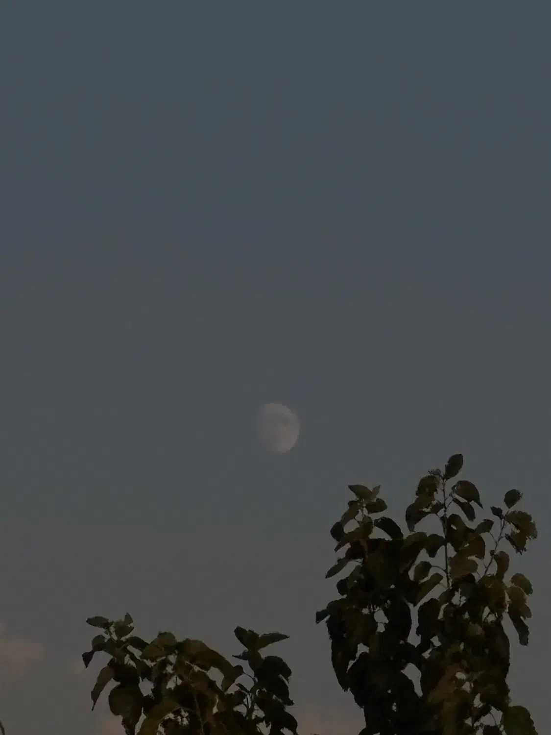 زمین باغی