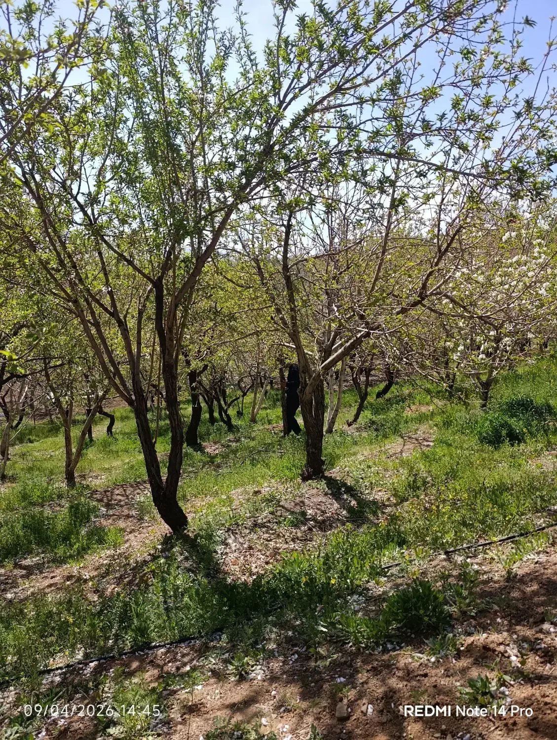 باغ بادام و باغ ویلایی