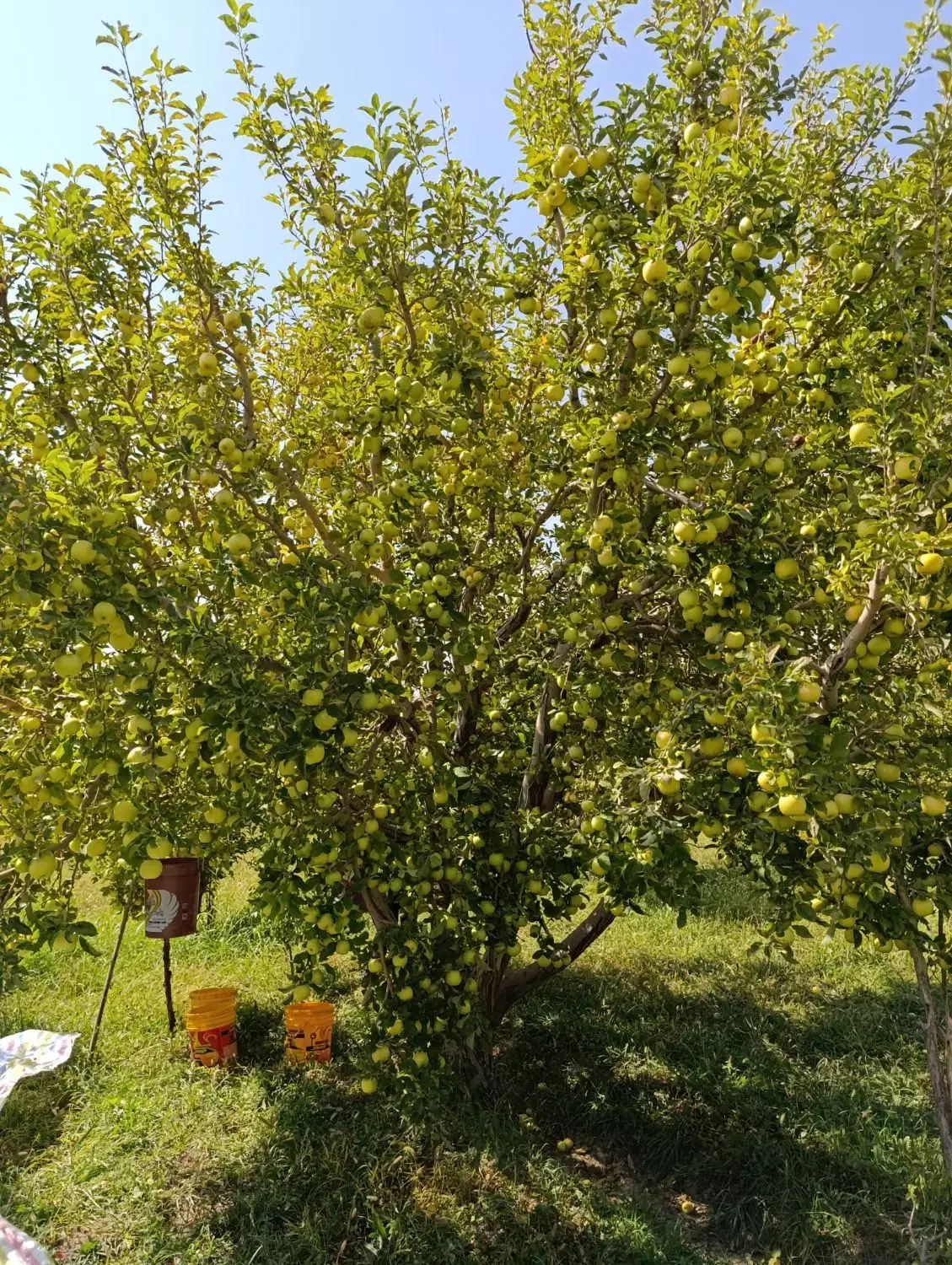 باغ  خطایلو آخر رودکی