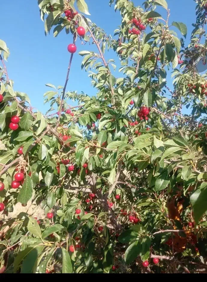 باغ ۵۰۰ متری ۴ دیواری