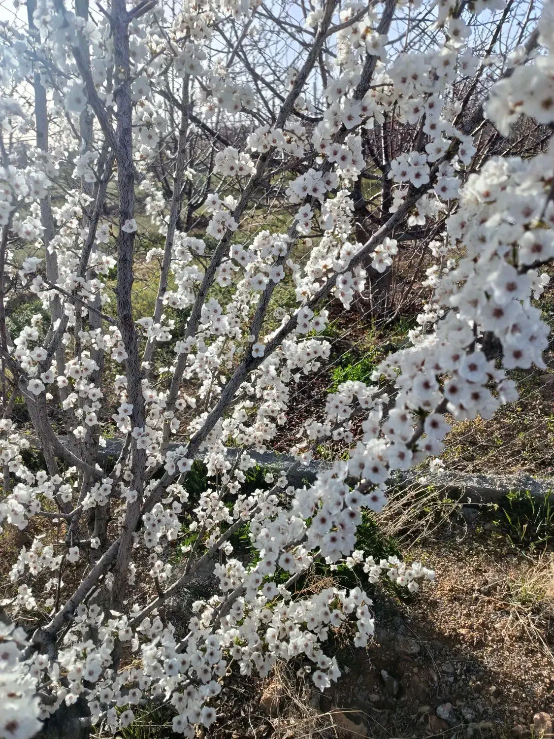 زمین باغچه کشاورزی