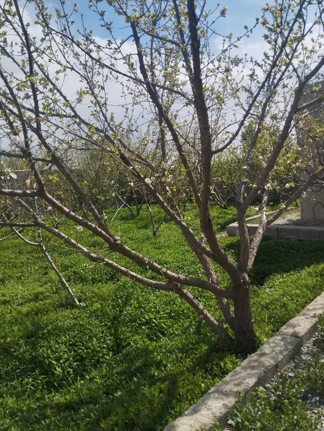باغ باغچه زمین