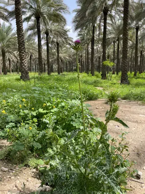 زمین ۲۰۰ متری یاس_ گذر ۵۲_پروانه