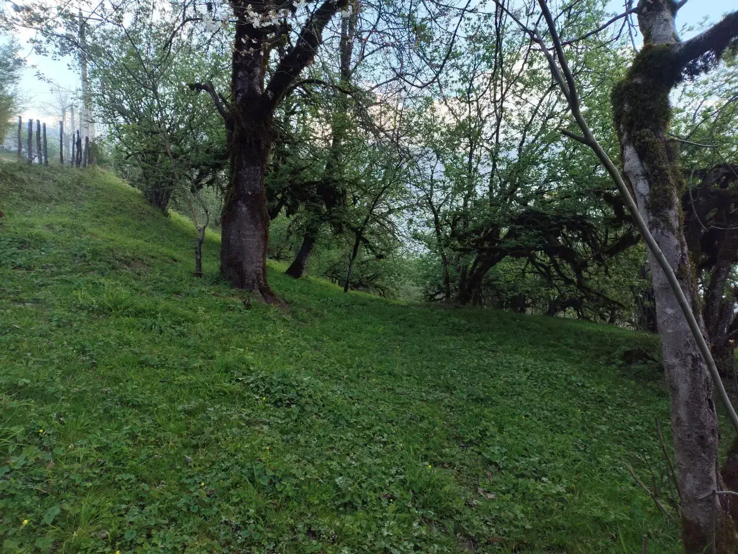 زمین باغی
