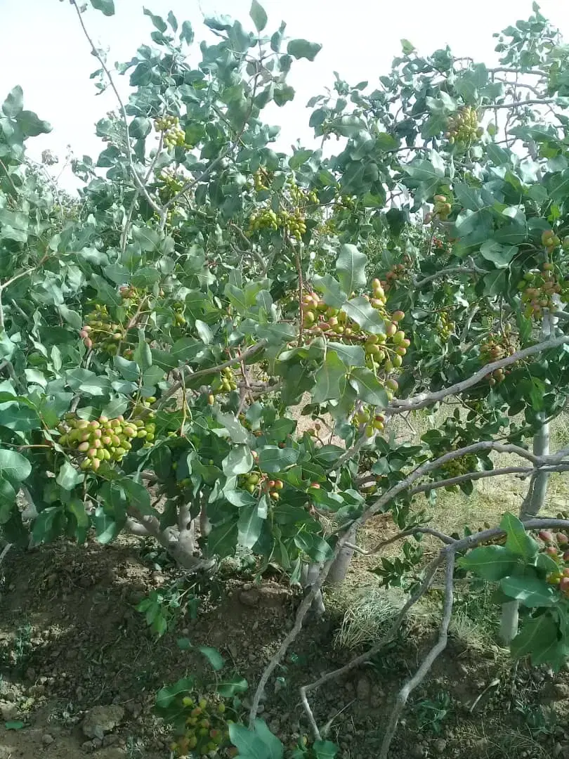 باغ پسته ثمری باآب شیرین باخونه باغچه،