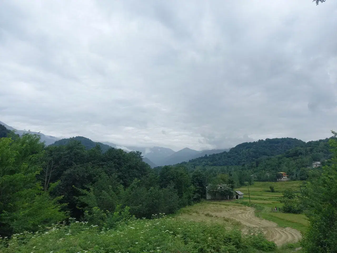 ۳۰۰ مترزمین در روستای کلوان،  شهرستان شفت.گیلان