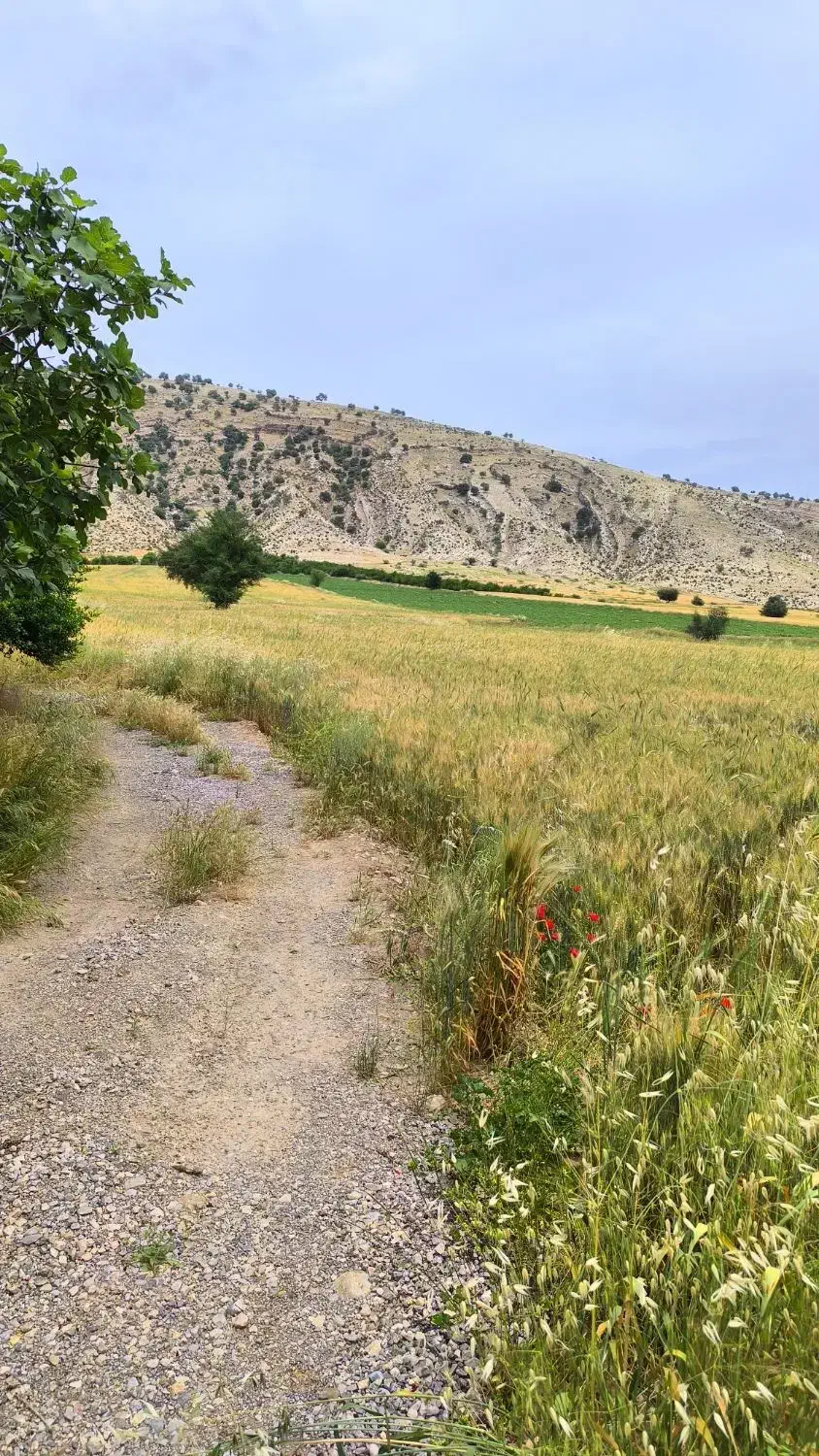 زمین کشاورزی