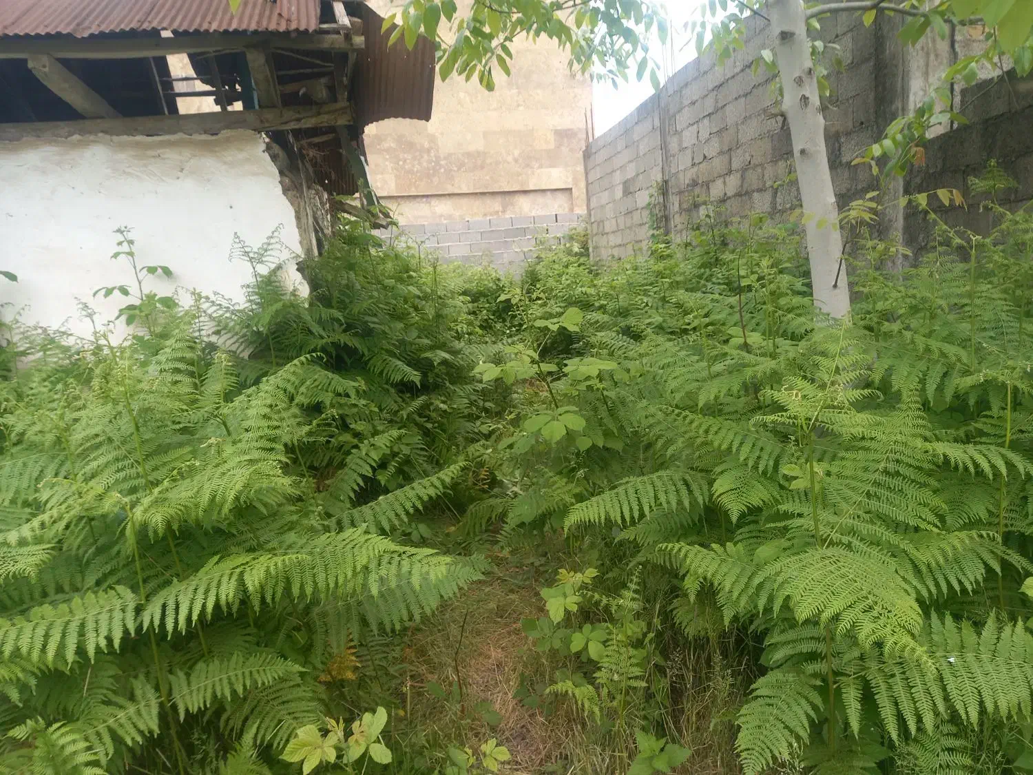 زمین مسکونی