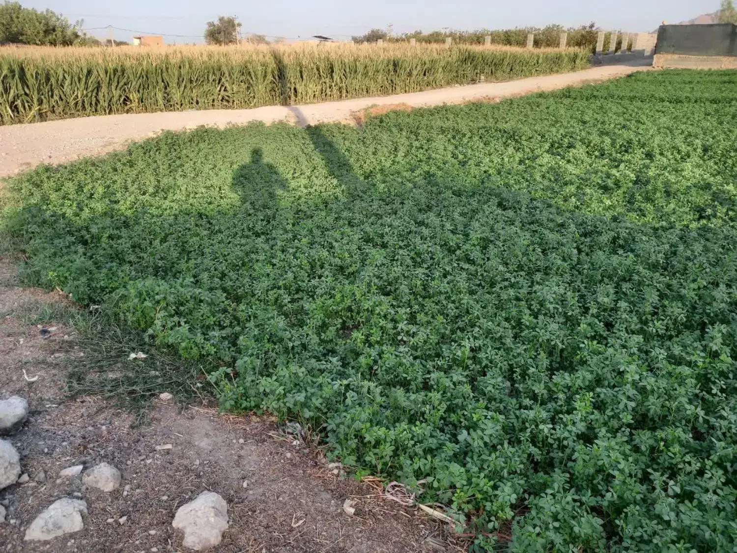 زمین کشاورزی  دو طرف جاده  چنگان بسیار خوش جا
