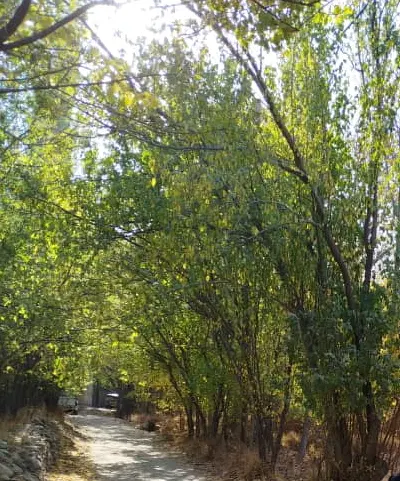 اجاره ۱۰ جریپ زمین کشاورزی (چادگان)
