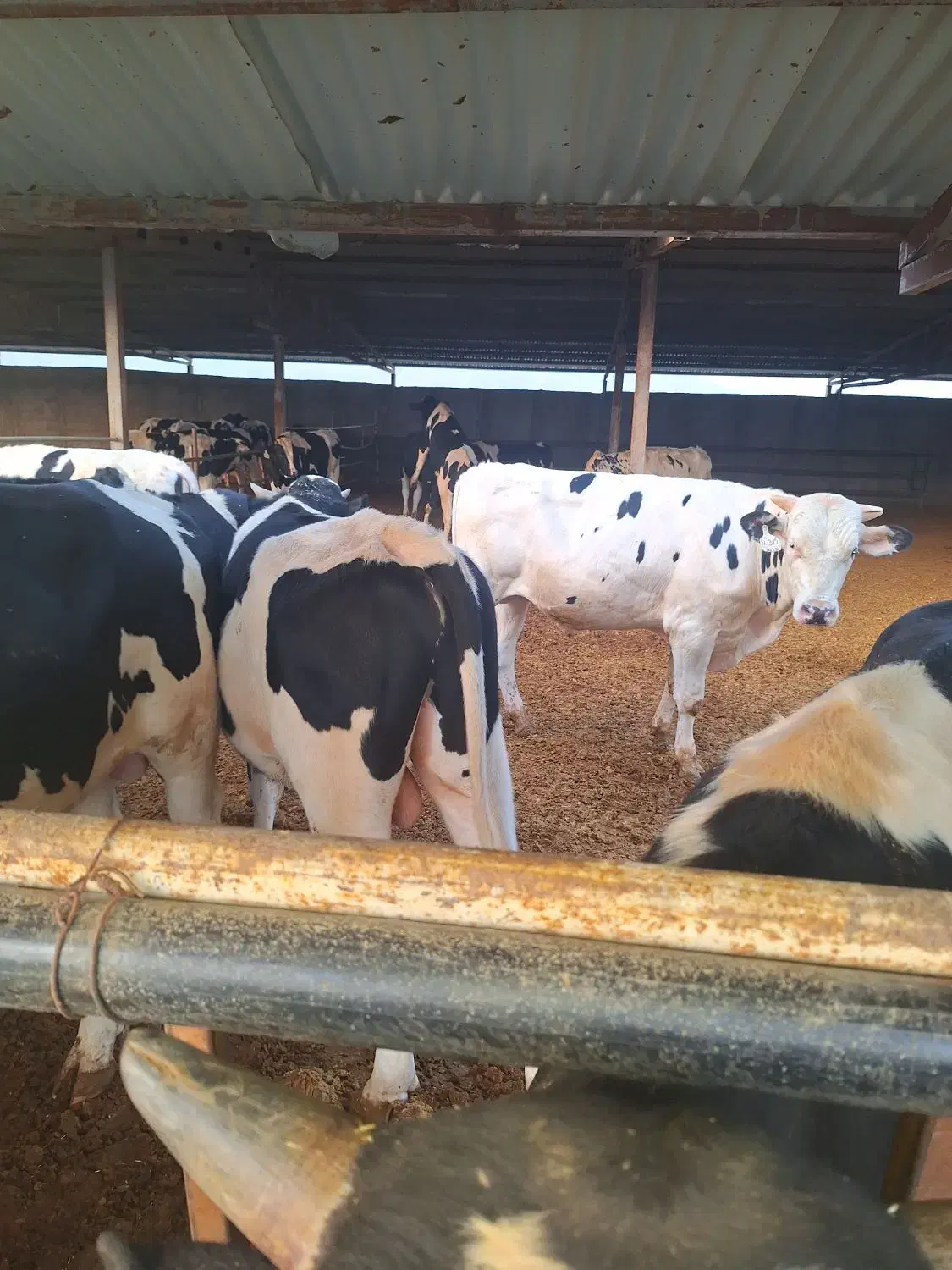 مشارکت در گاو داری