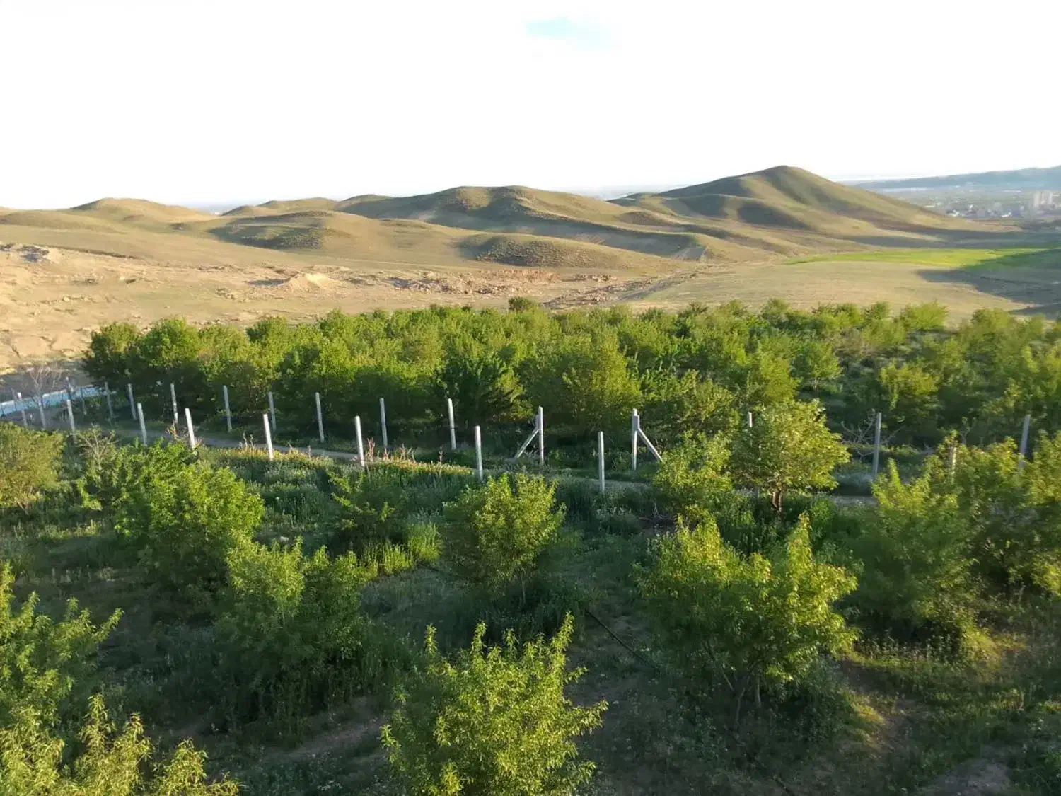 یک قطعه بادام زار در عجب شیر
