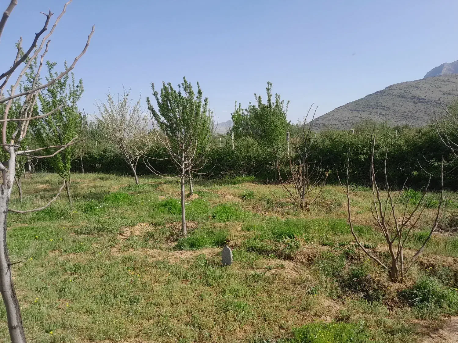 باغ میوه ۳۰۰۰ متری