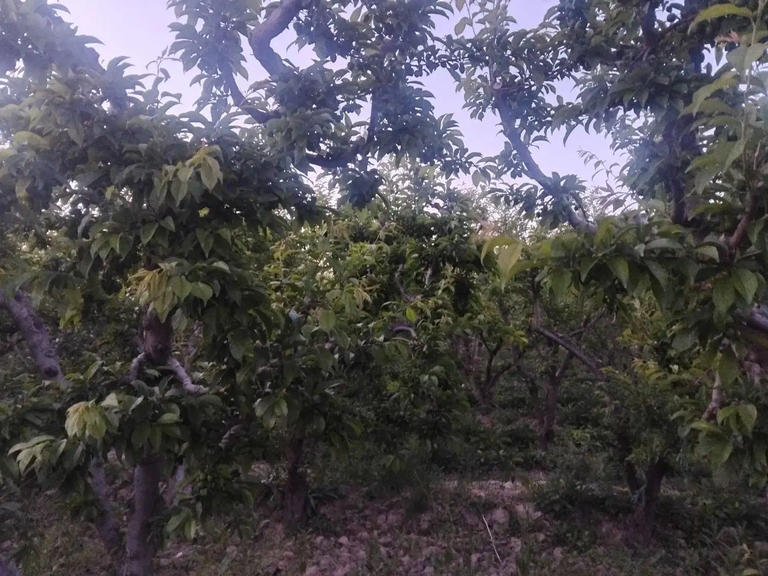 باغچه۴۵۰ متر خیابان جاده سهیلیه