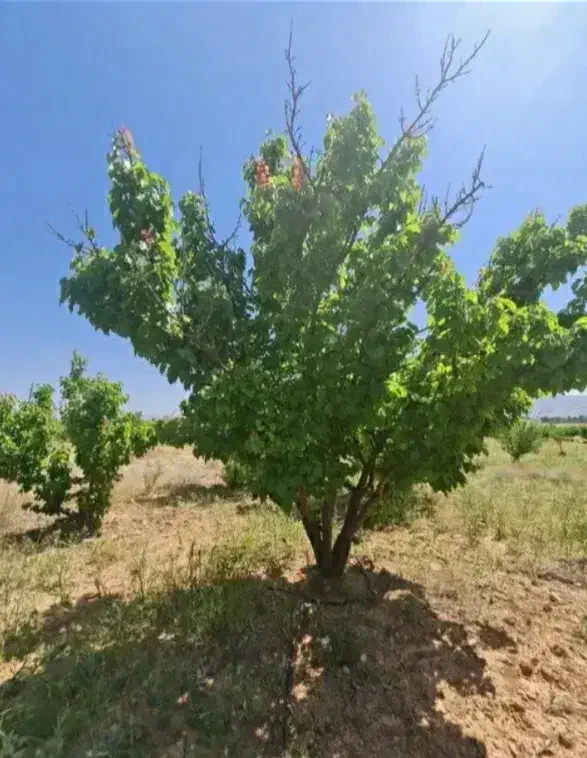 باغشهر تلاش