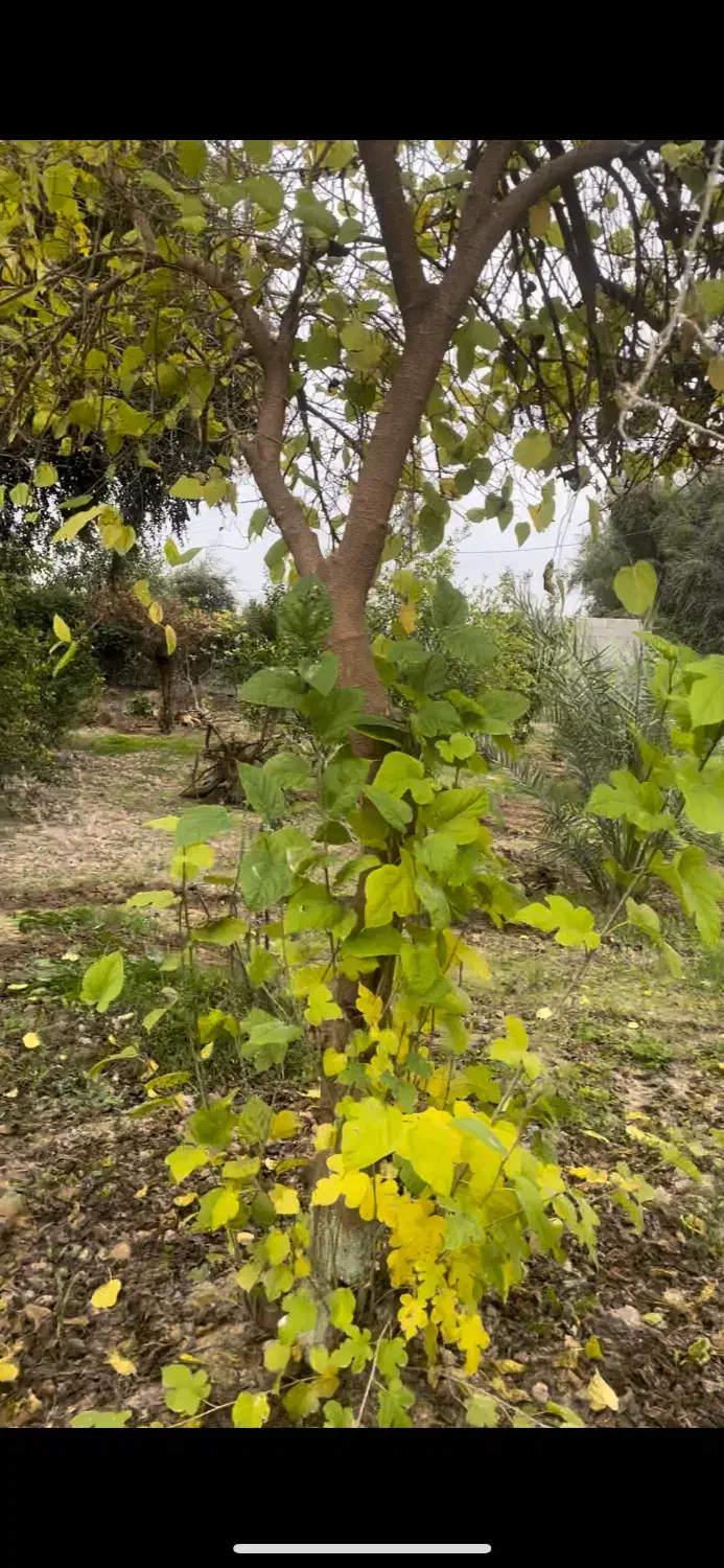 باغ۸۵۰ متری شهرک فردوس طرح هادی