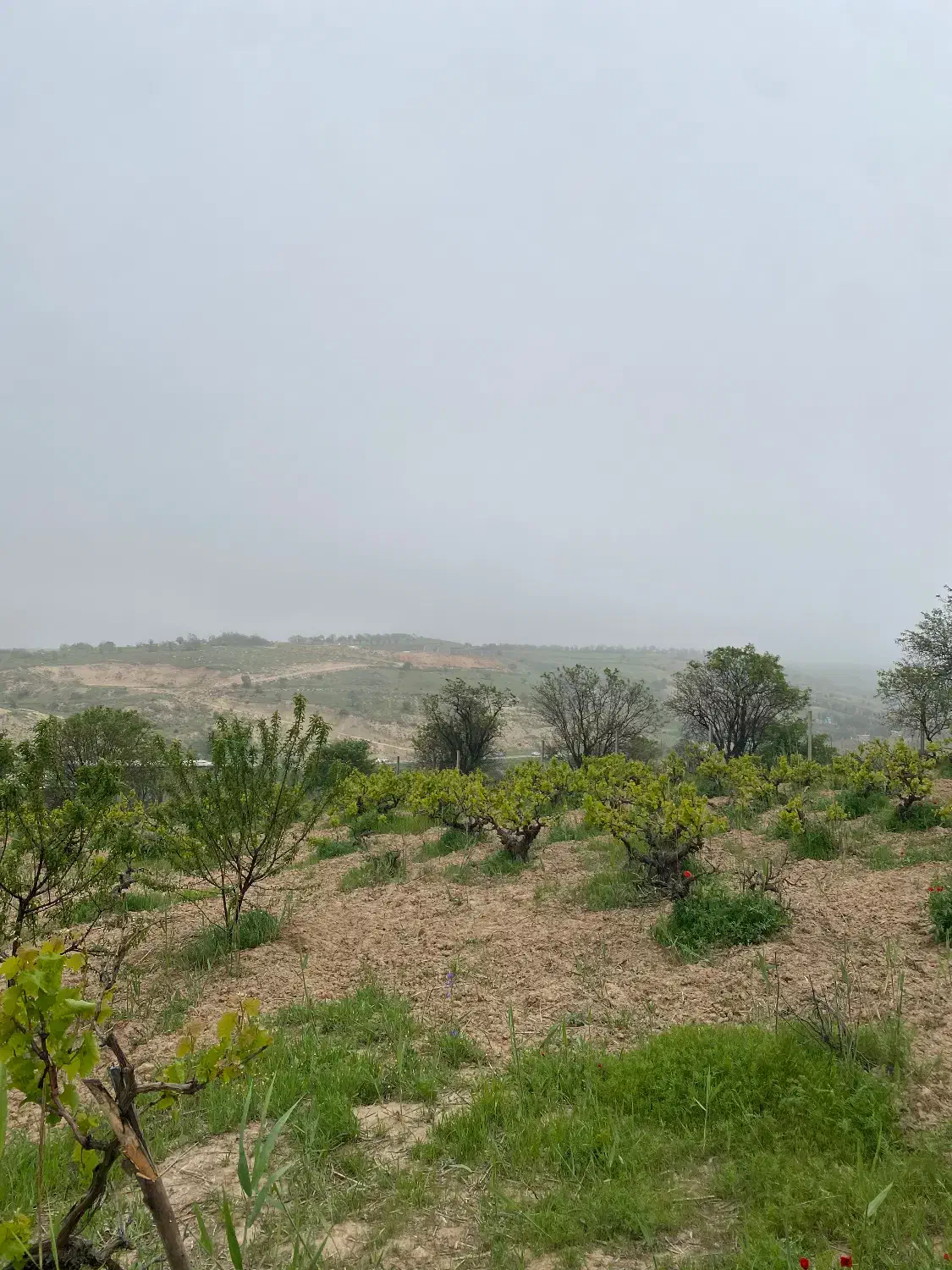 باغ در جاده قدیم(نوده)