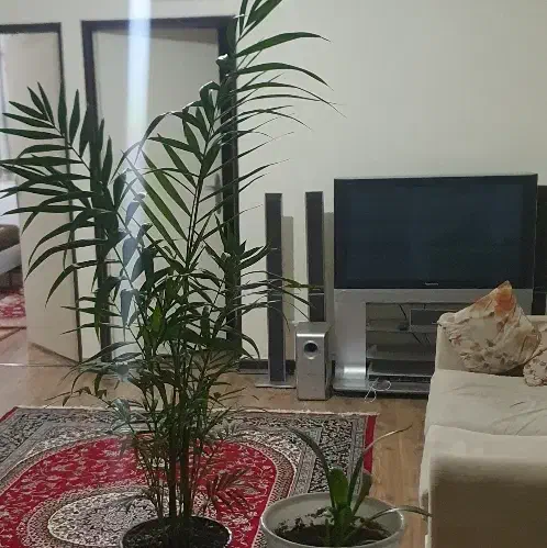 همخونه همخانه کادر درمانم