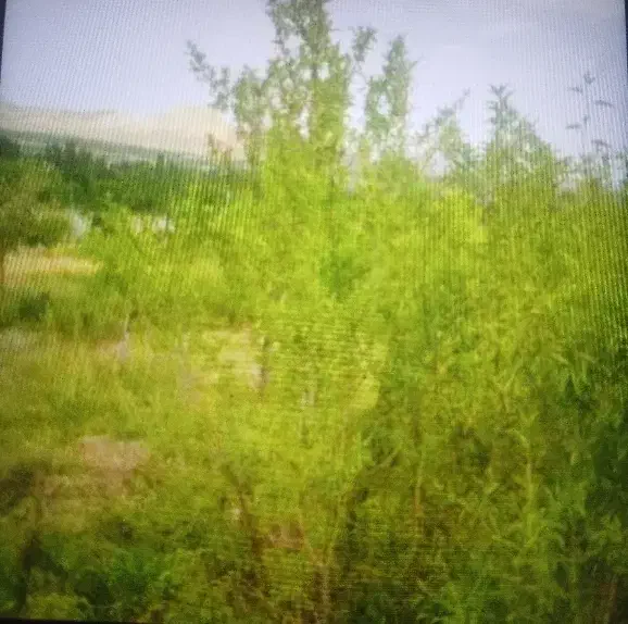زمین کشاورزی و نخل روستای جائین