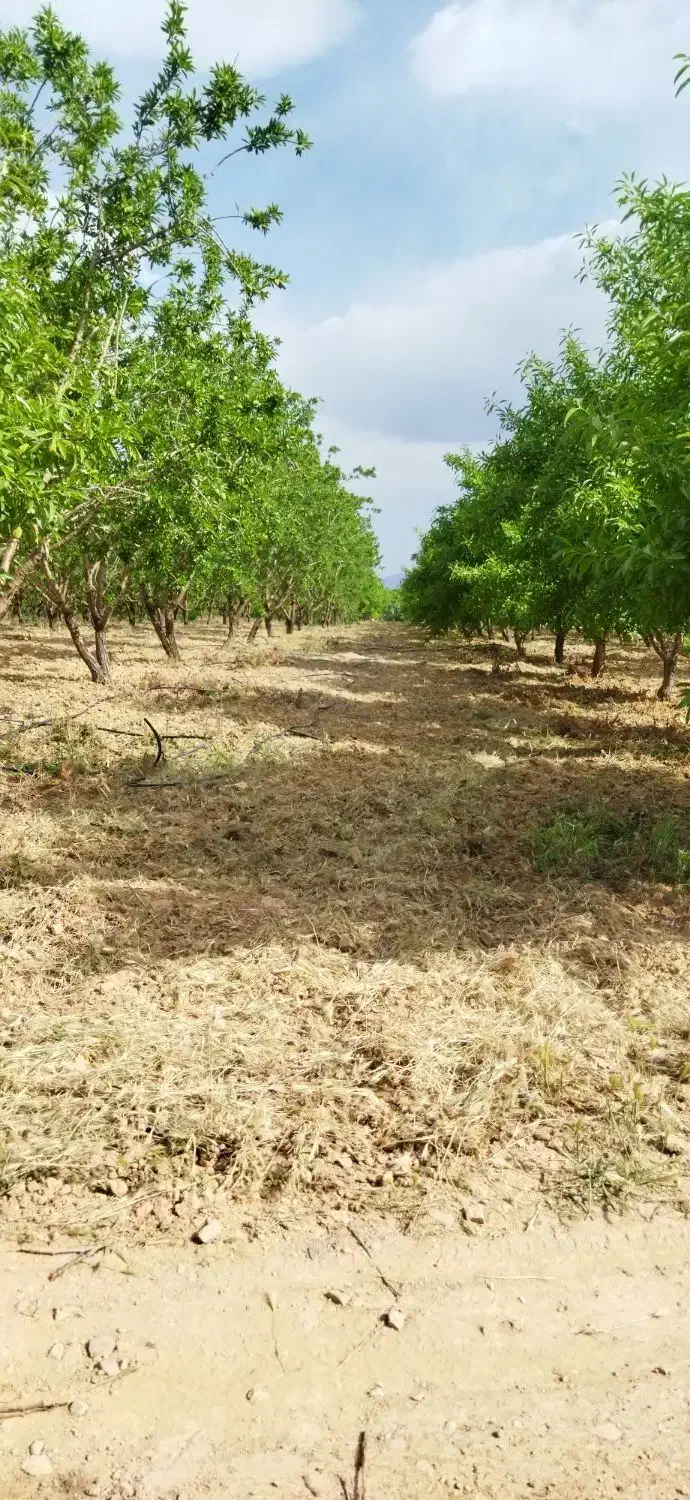 باغ در شوراب صغیر زیبا و سرسبز