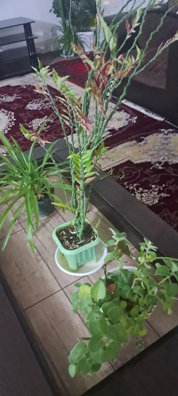 سلام مالمان هی بوکرایه دوخوابه