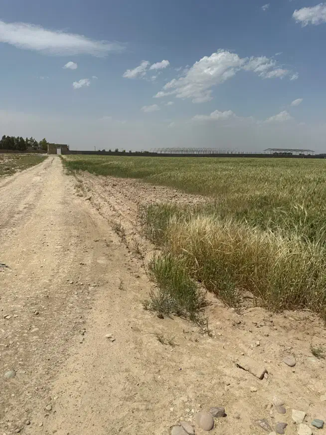 زمین کشاورزی گلخانه ای ۳ هکتار  دوبر