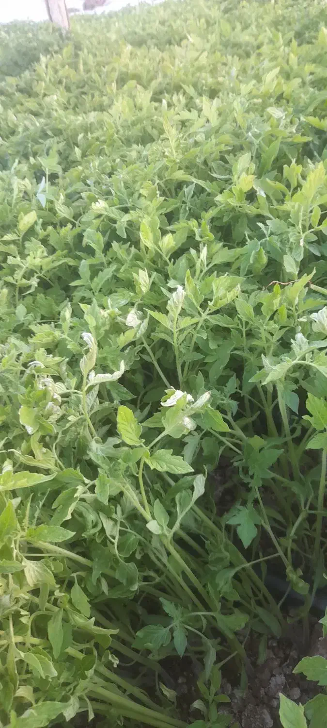 نشا آماده کشت سوپر انبری