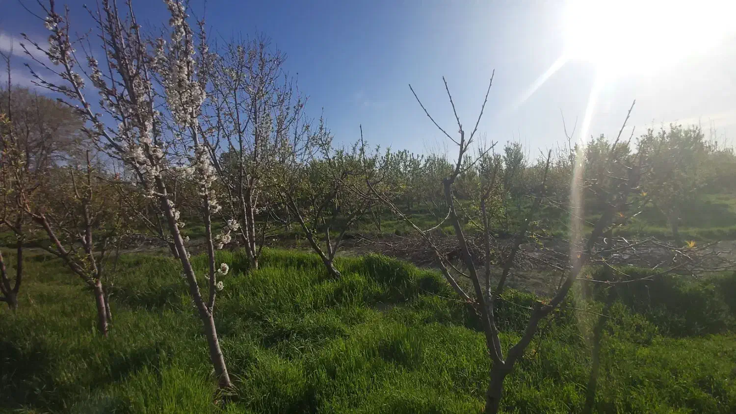 باغ ۵۰۰۰ متری در منجیل آباد