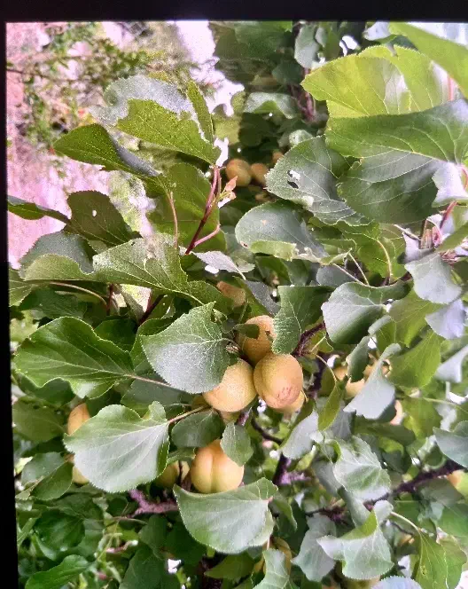 باغچه