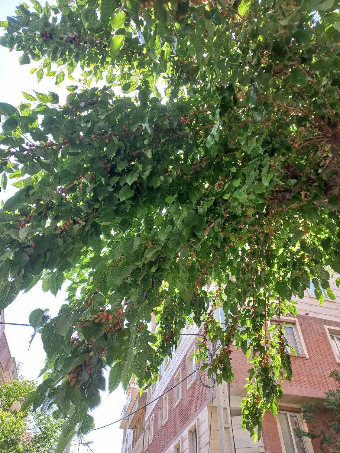 اجاره آپارتمان ۶۰ متری دوخواب