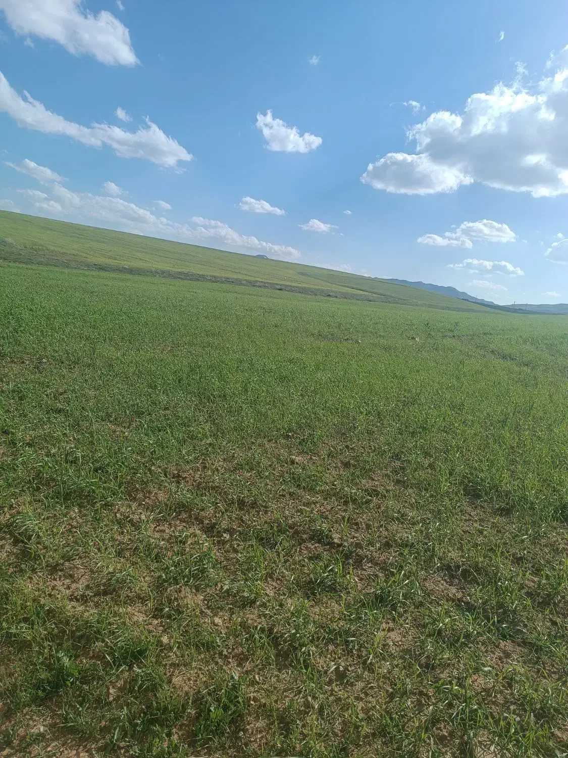 زمین کشاورزی فروشی