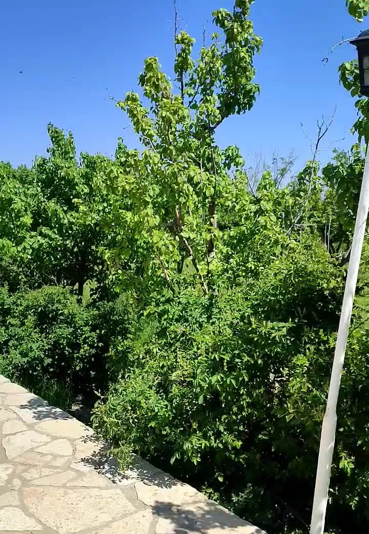 زمین باغی.میوه