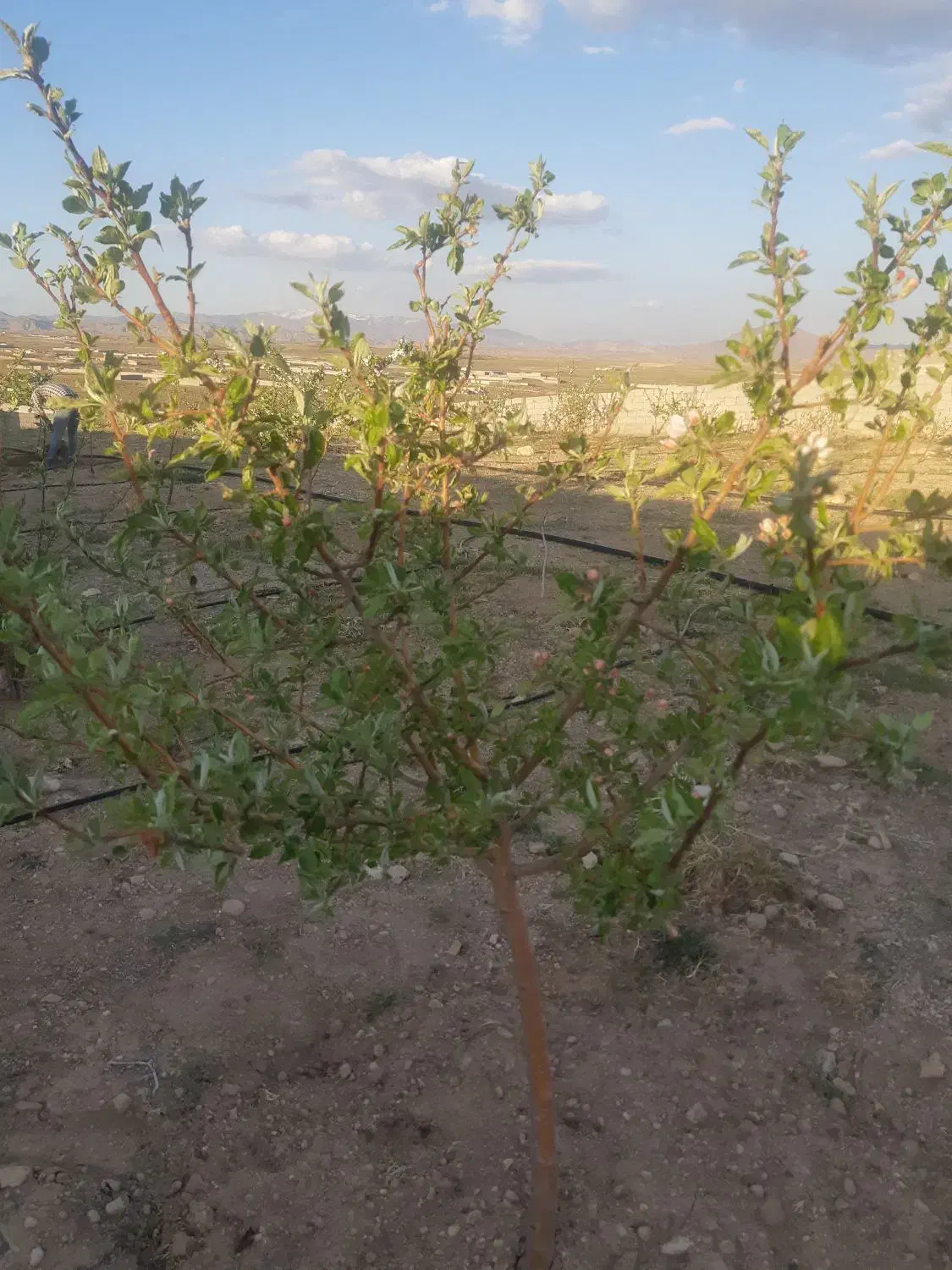 ویلا باغ در سد امند کوی ویلایی یک