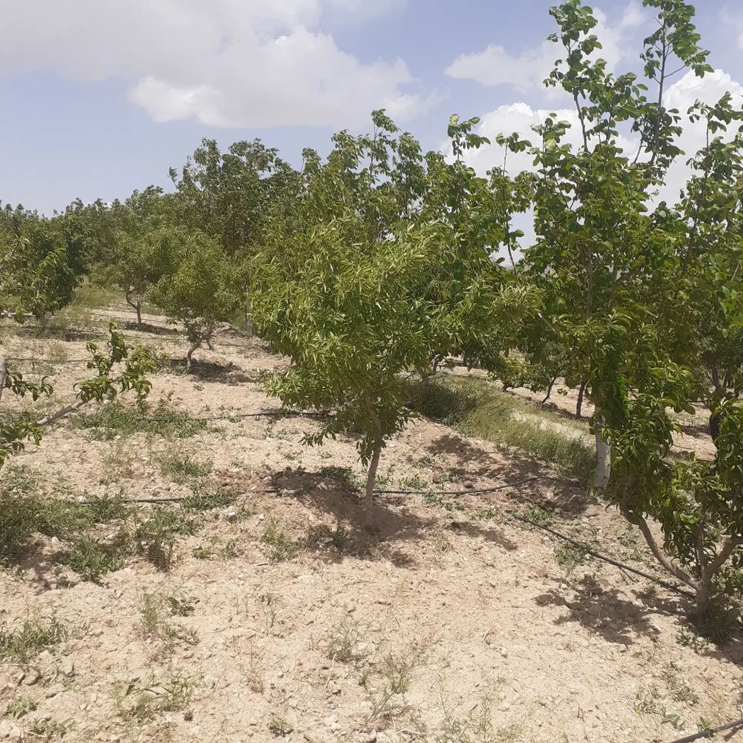 زمین کشاورزی