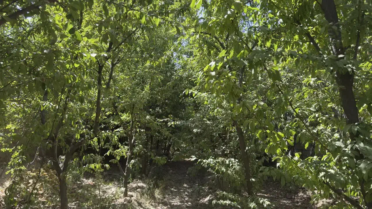 باغ چهار دیواری در کوشک