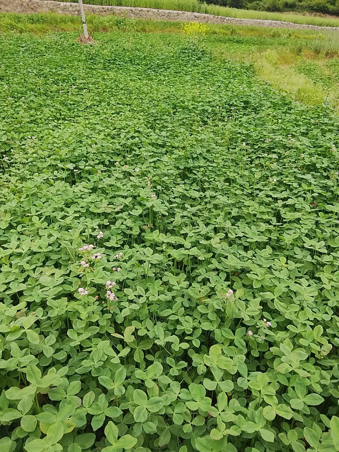 زمین شالی