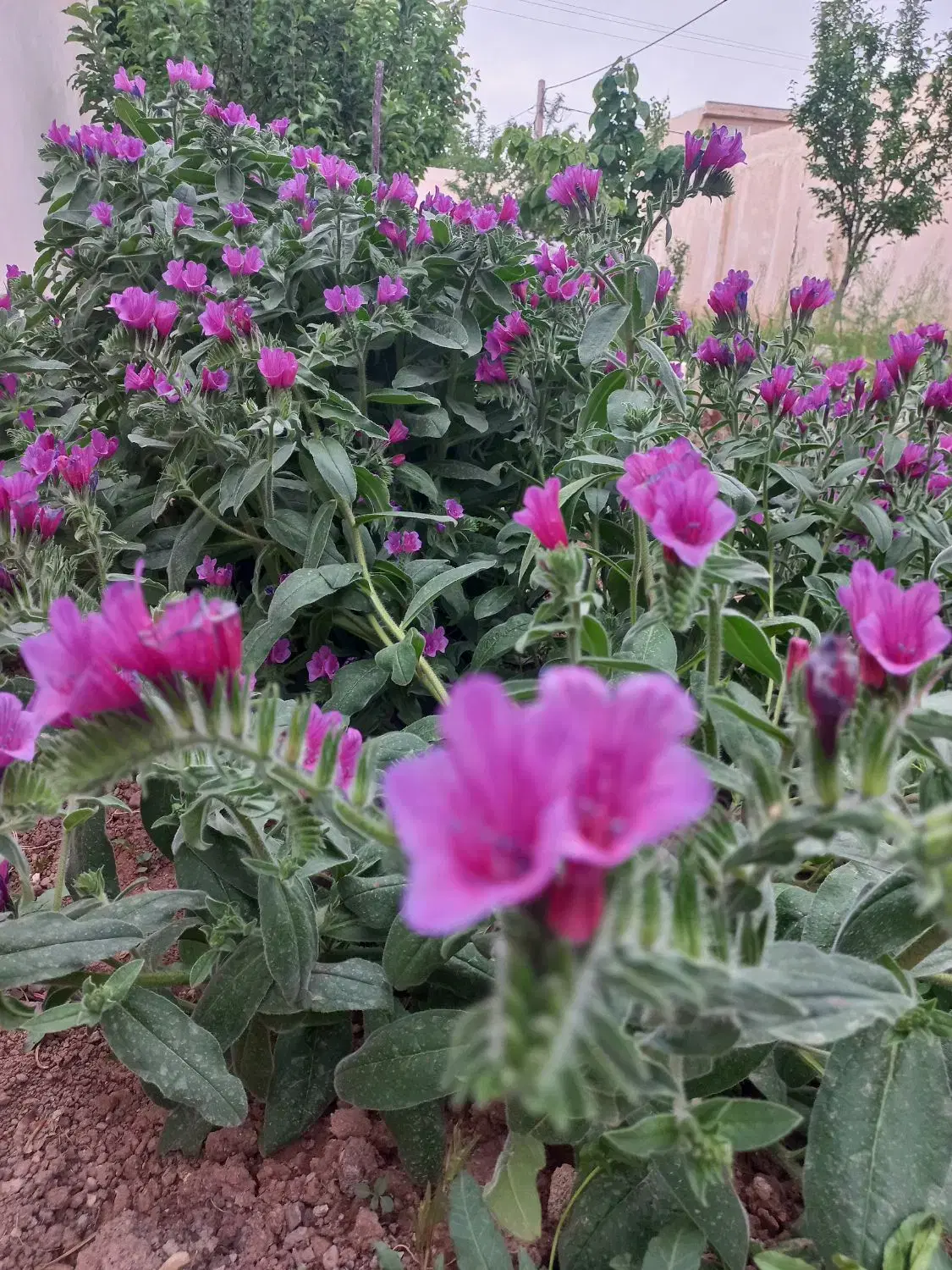 خونه باغ  ۲۹۵  متری