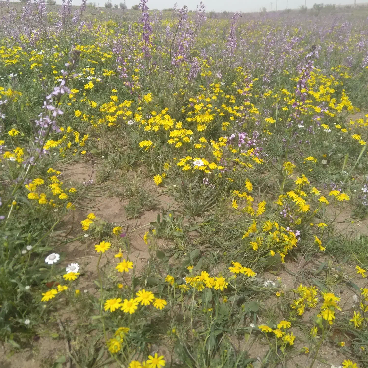 زمین فروشی