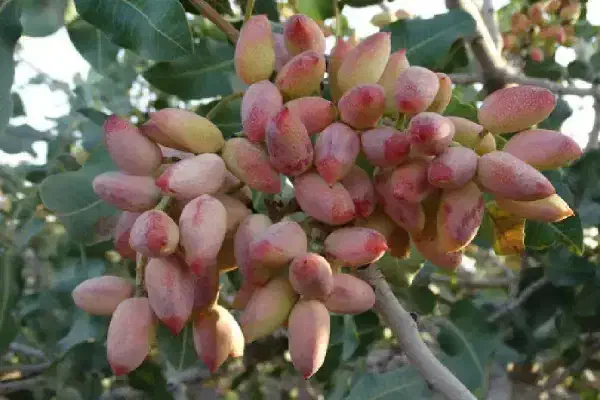 فروش تنوع بالای باغ در یال ایلخچی ( اقساطی)