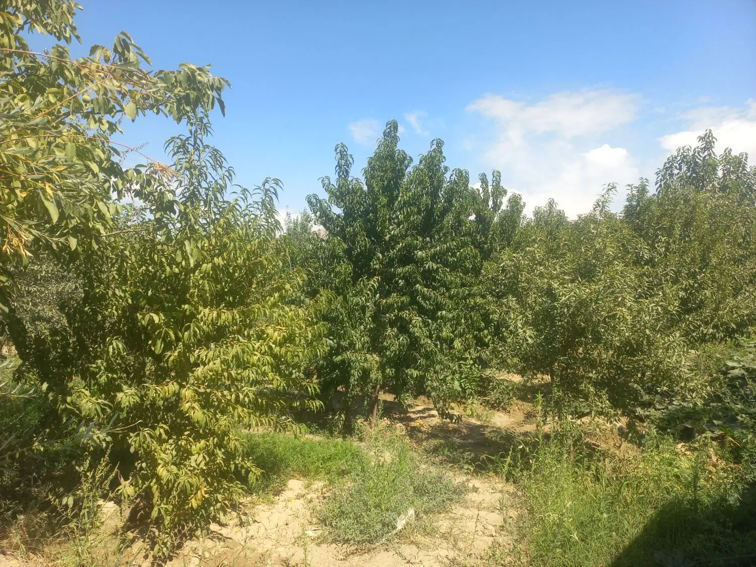 زمین ۸۰۰متری نزدیک روستا نامیله