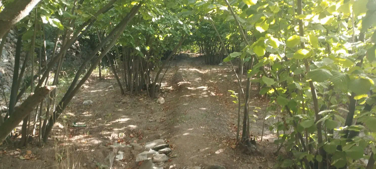 زمین کشاورزی
