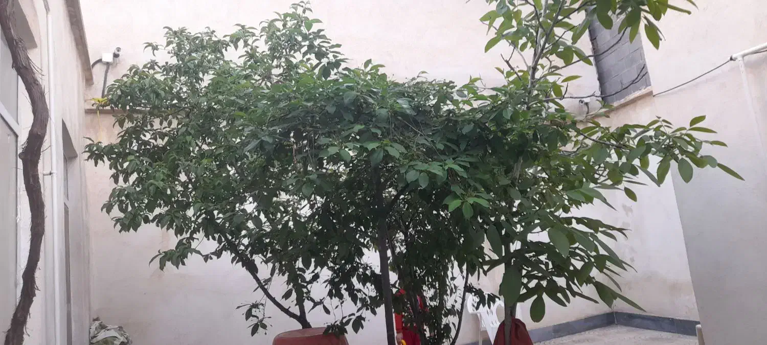 ملک کلنگی
